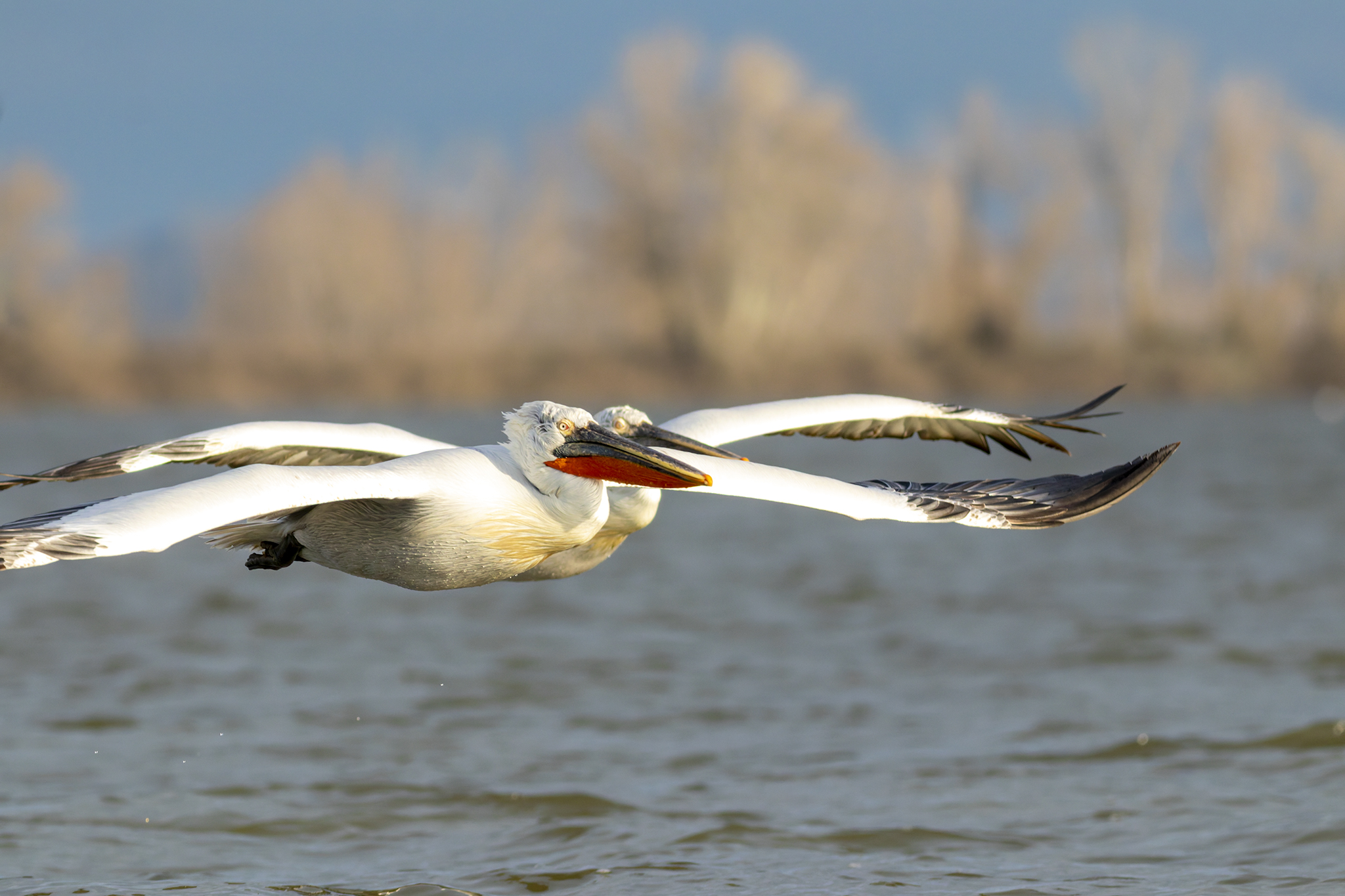 Spring-Birding-Tour-Greece