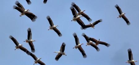 birdwatching and bird photography tours and holidays